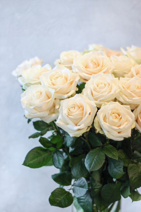Baltos rožės „Avalanche”