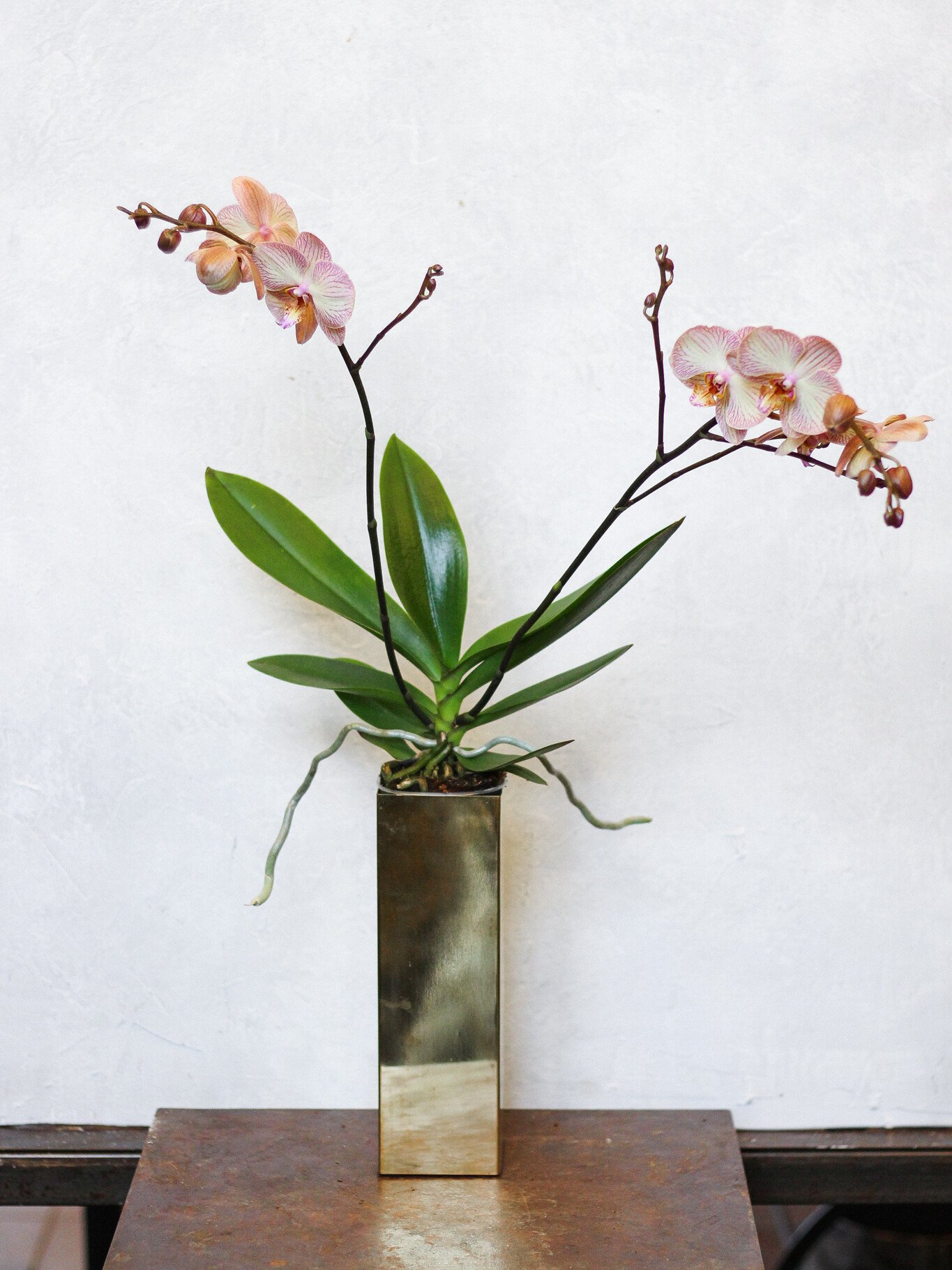 Orchidėja