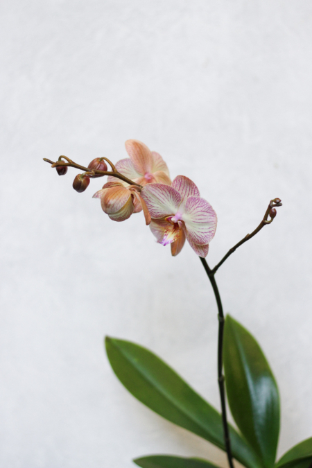 Orchidėjos žiedai