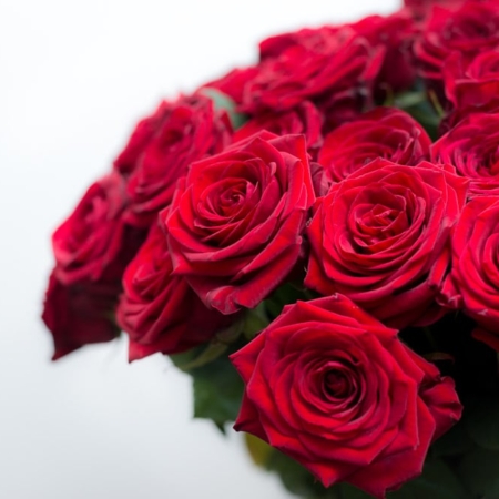 Raudonų rožių "Red Naomi" žiedai