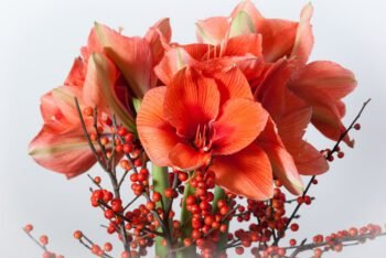 Žieminė amarilių puokštė (iš arti)