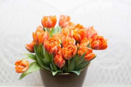 Oranžinės spalvos tulpės