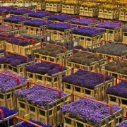 Skintų gėlių kaina. Aalsmeer gėlių aukcionas Olandijoje