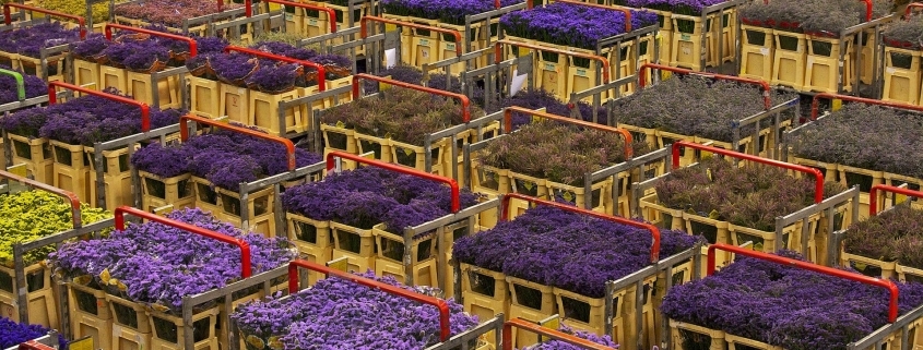 Skintų gėlių kaina. Aalsmeer gėlių aukcionas Olandijoje