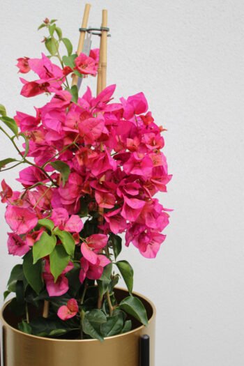 Bugenvilija (lot. bougainvillea)