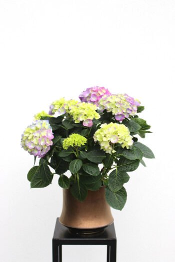 Hortenzija (lot. hydrangea)