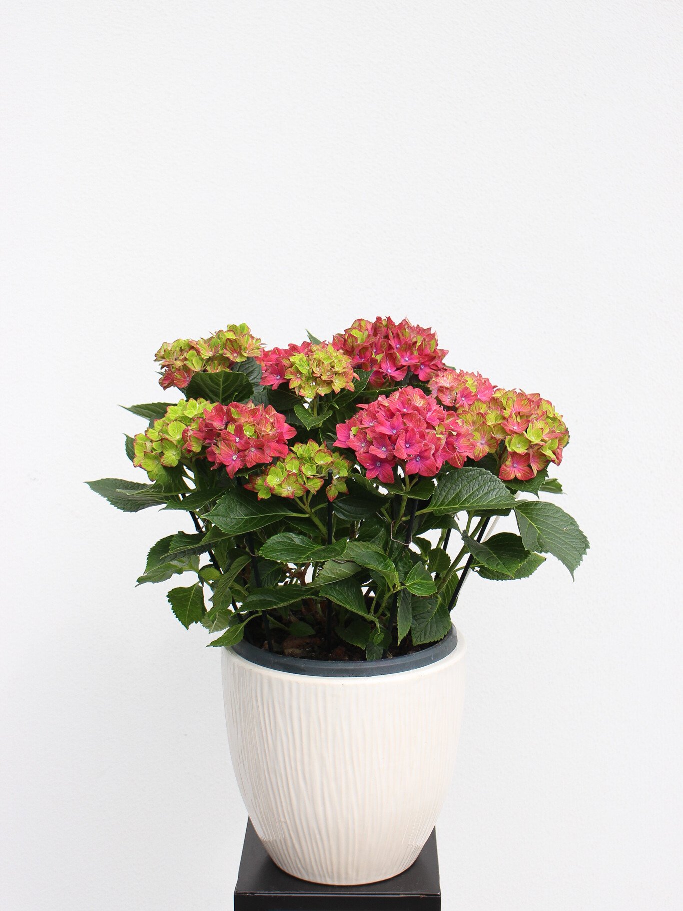 Hortenzija (lot. hydrangea)