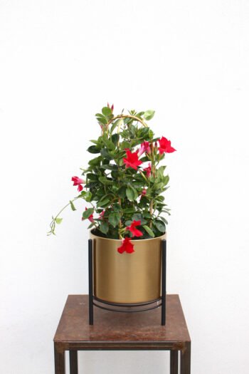 Mandevilė (lot. mandevilla)