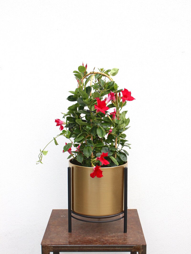 Mandevilė (lot. mandevilla)