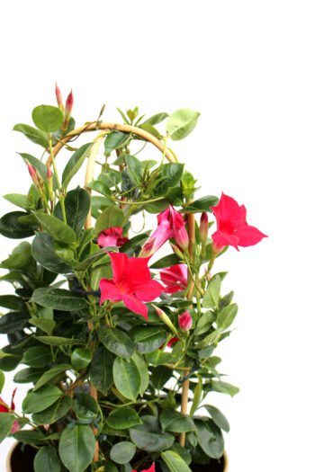 Mandevilė (lot. mandevilla)