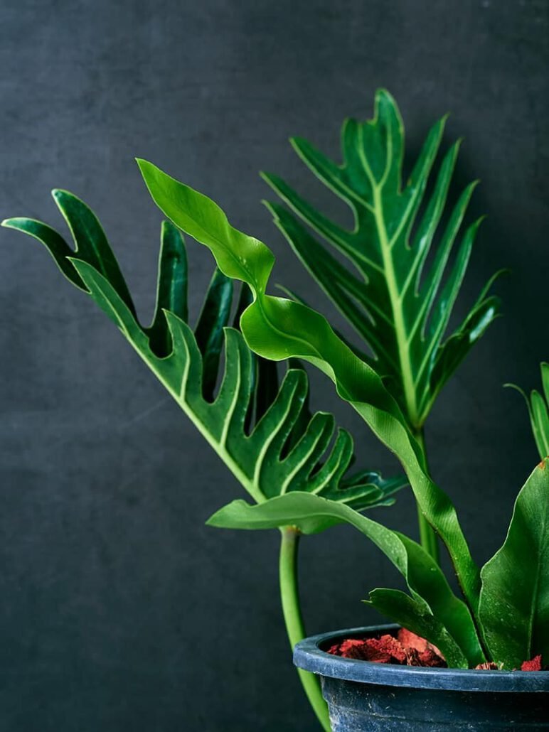 Filodendro lapai (Philodendron xanadu)