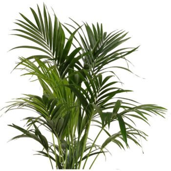 Palmės kentijos (lot. Howea forsteriana) lapija