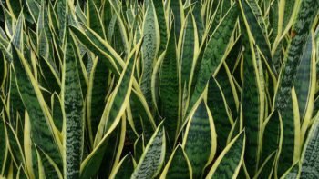 Trijuostės sansevjeros lapai (lot. Sansevieria trifasciata)