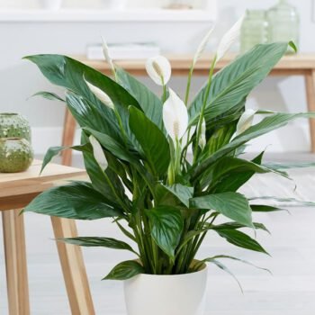 Vėzdūnė (lot. Spathiphyllum)
