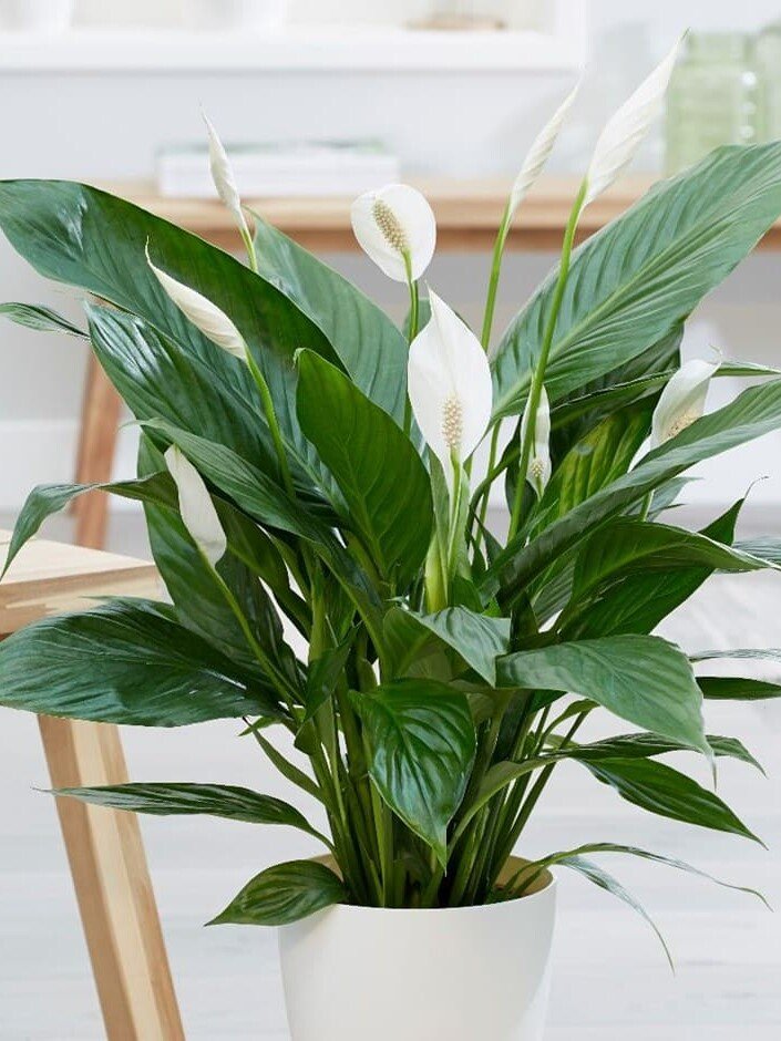 Vėzdūnė (lot. Spathiphyllum)
