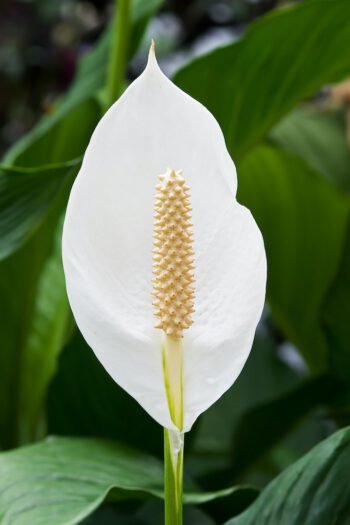 Vėzdūnės žiedas (lot. Spathiphyllum)