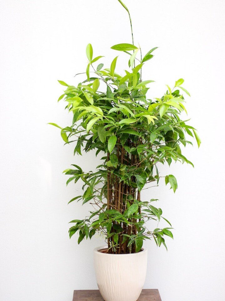 Dracena