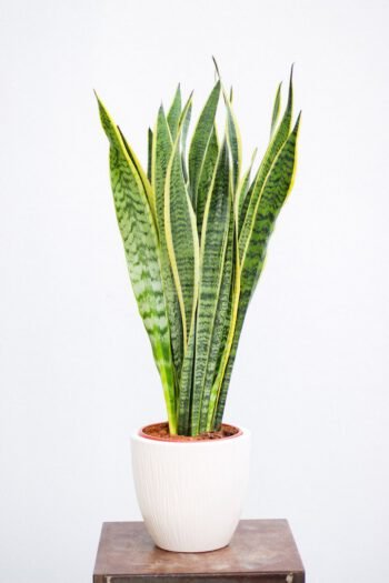 Trijuostė sansevjera (lot. Sansevieria trifasciata)