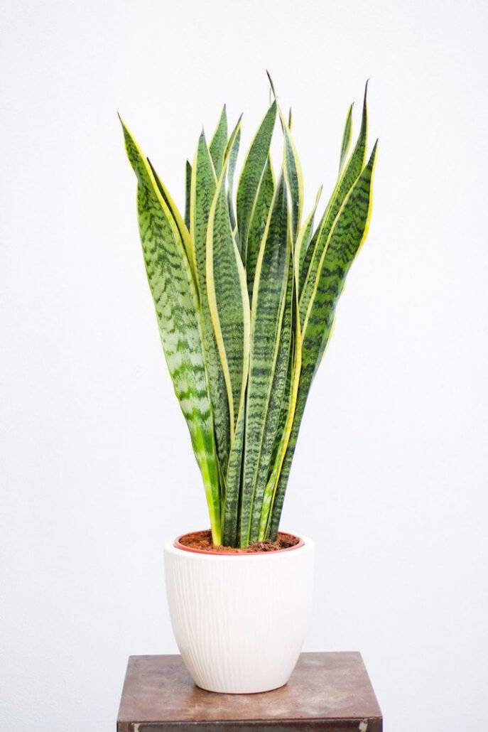 Trijuostė sansevjera (lot. Sansevieria trifasciata)