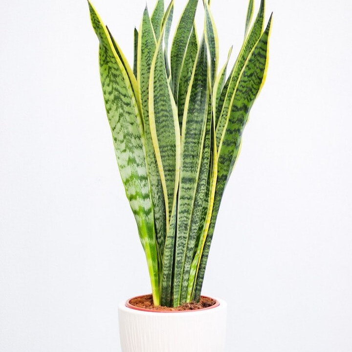 Trijuostė sansevjera (lot. Sansevieria trifasciata)