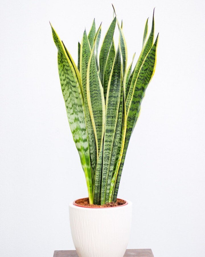 Trijuostė sansevjera (lot. Sansevieria trifasciata)