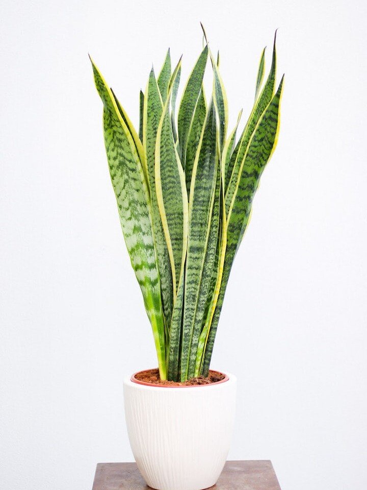 Trijuostė sansevjera (lot. Sansevieria trifasciata)