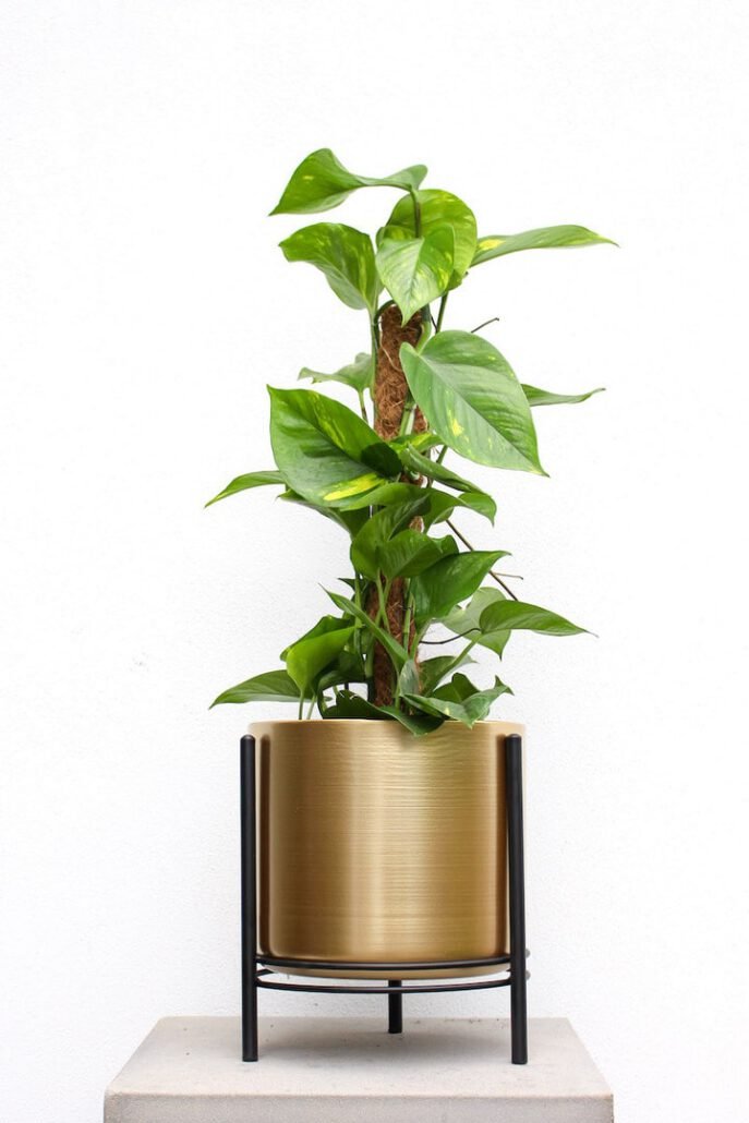 Sukilis arba Skindapas (lot. Epipremnum aureum)