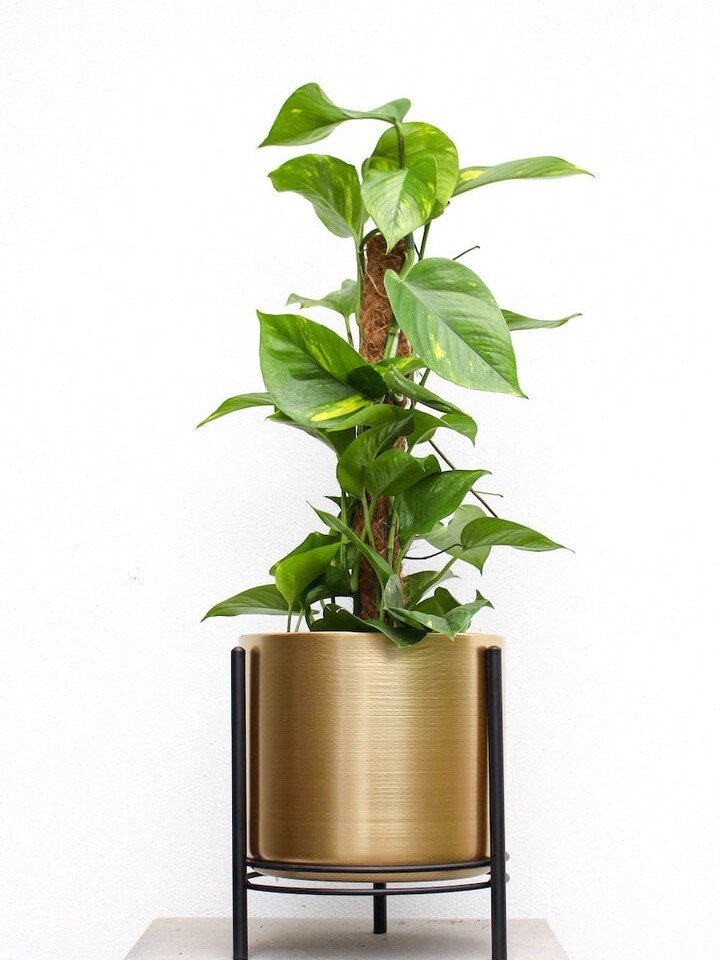 Sukilis arba Skindapas (lot. Epipremnum aureum)