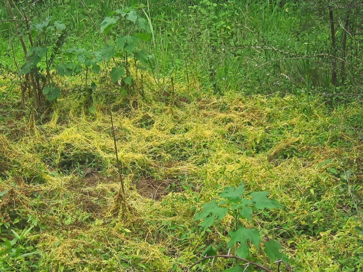 Parazitinis brantas (lot. Cuscuta) – protingiausias augalas mūsų planetoje