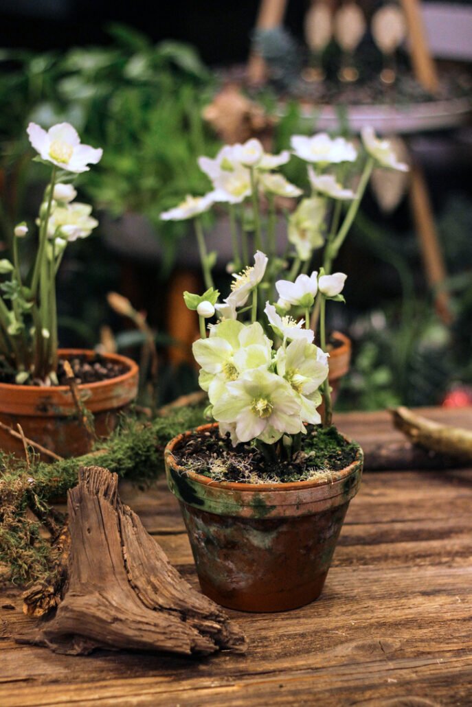 Heleboras (lot. helleborus)