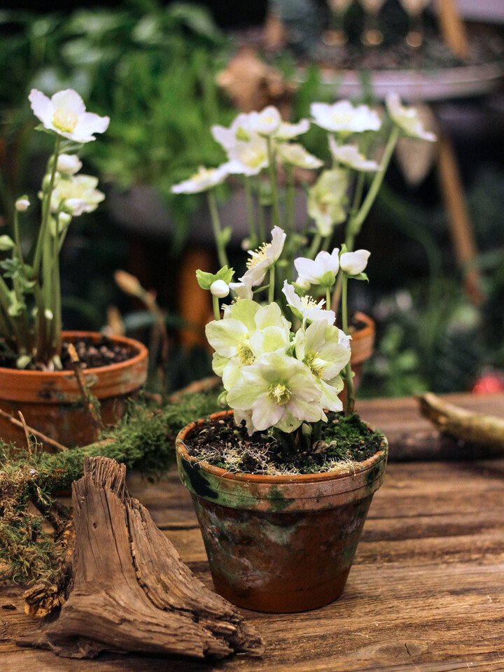 Heleboras (lot. helleborus)