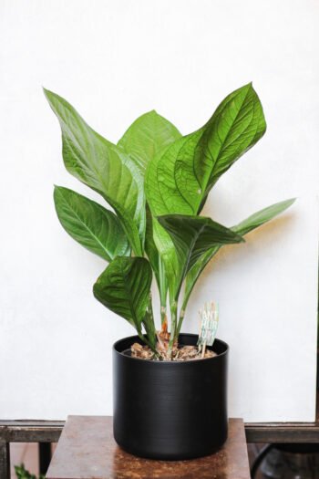 Anturis „Lovely Green”