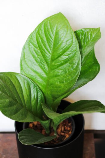 Anturis „Lovely Green” iš arti