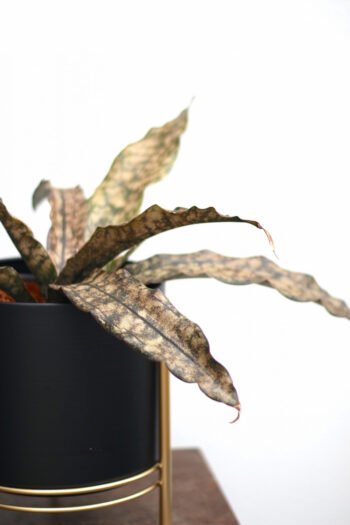 Sansevjera „Sansevieria Kirkii Coppertone” iš arti