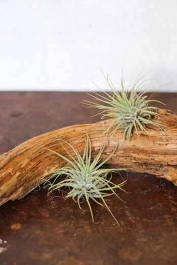 Tilandsija (S dydžio)