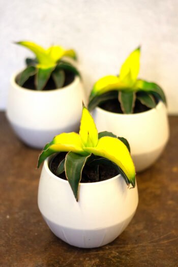 Sansevjera „Sansevieria Star Canary”