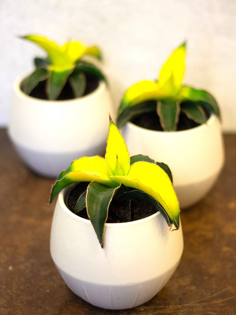 Sansevjera „Sansevieria Star Canary”