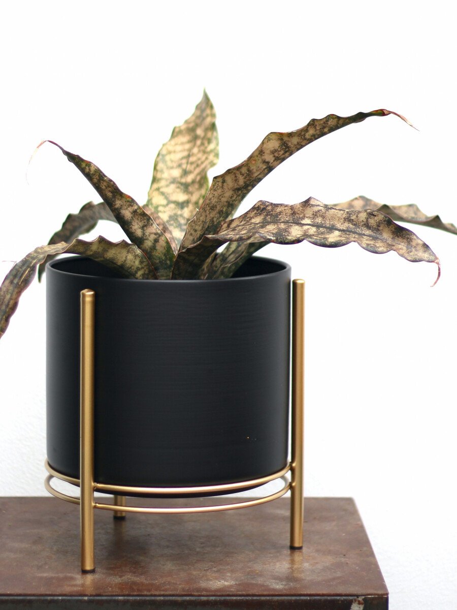 Sansevjera „Sansevieria Kirkii Coppertone”