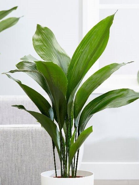 Aukštoji aspidistra (lot. k. Aspidistra elatior)