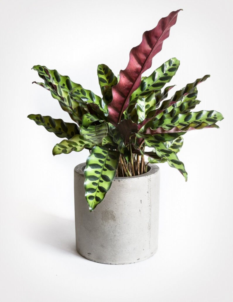 Kalatėja (lot. Calathea lancifolia)