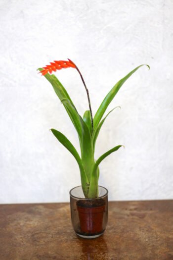 Tilandsija „Dyeriana”