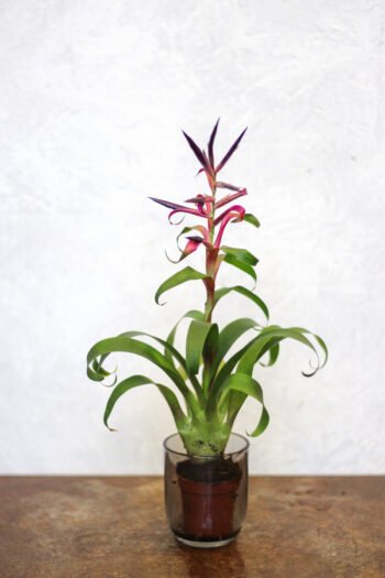 Tilandsija „Lei Mora”