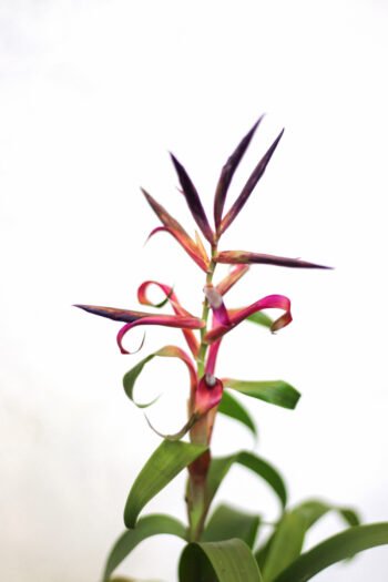 Tilandsija „Lei Mora” iš arti