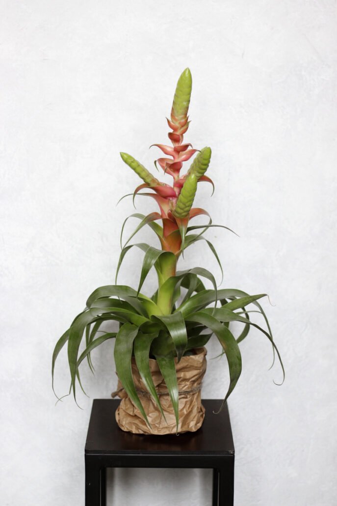 Tilandsija Samanta (lot. Tilandsia Samantha)