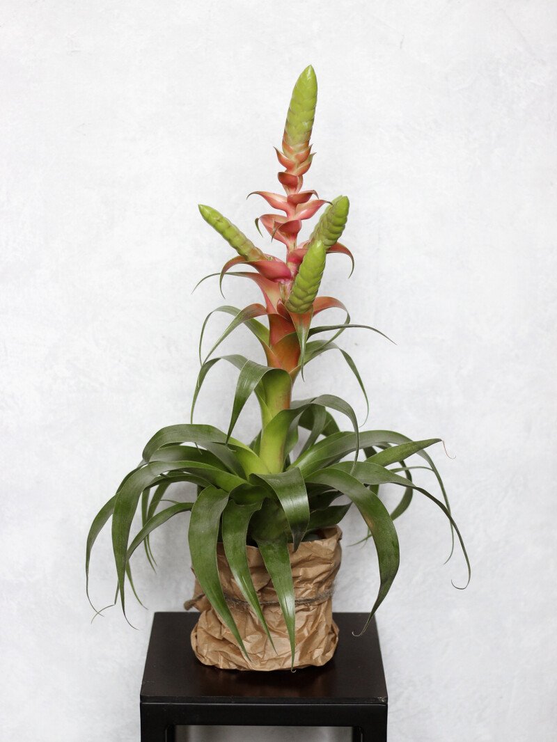 Tilandsija Samanta (lot. Tilandsia Samantha)