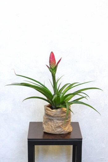 Tilandsija „Amira”