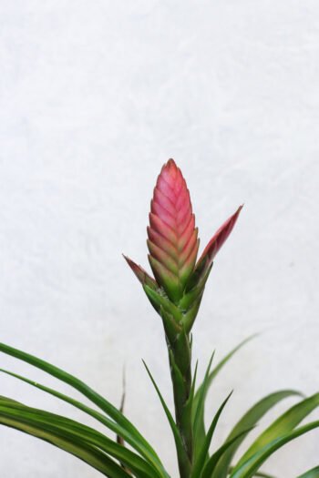 Tilandsijos „Amira” žiedas