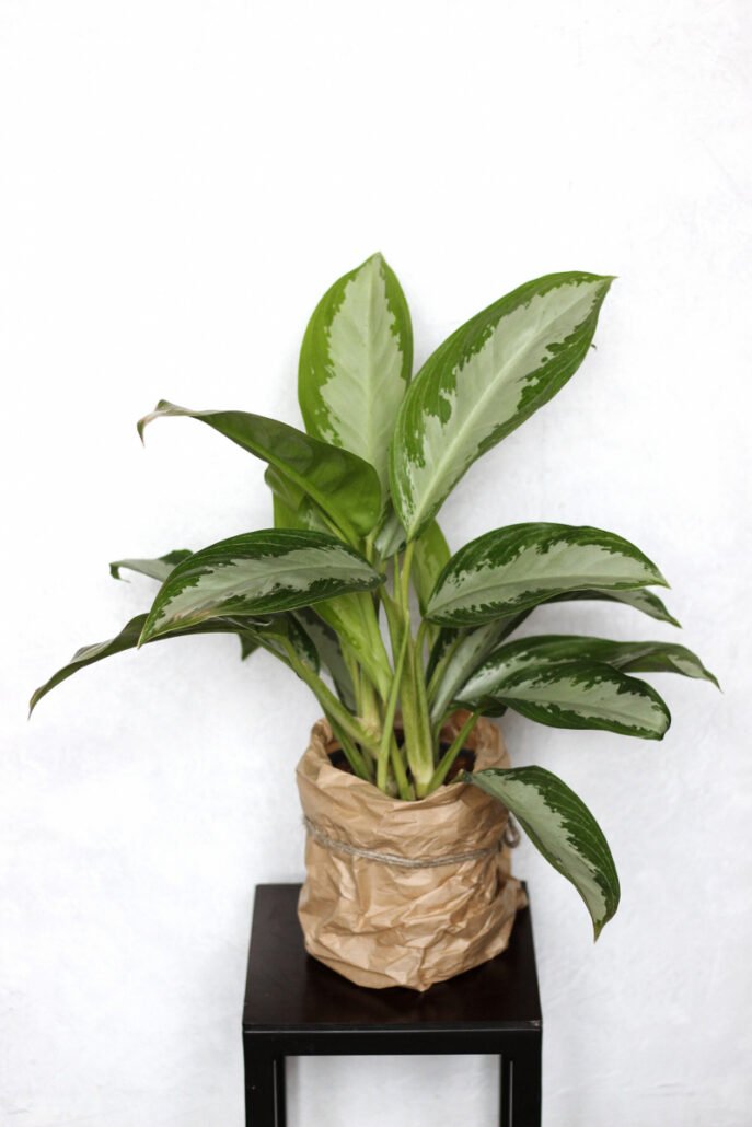 Aglaonema „Diamond Bay”
