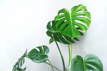Monstera deliciosa lapai