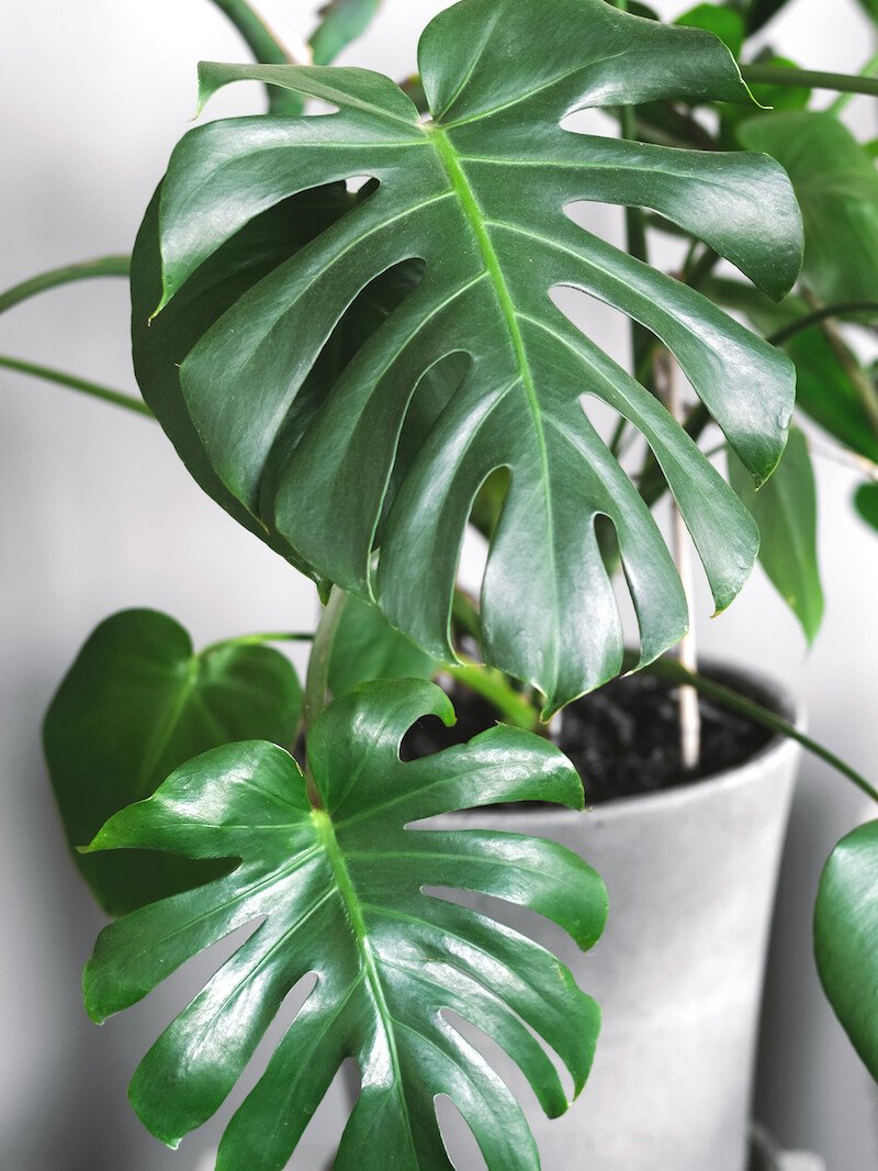 Monstera deliciosa vazoninis augalas